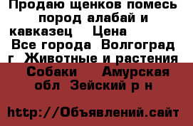 Продаю щенков помесь пород алабай и кавказец. › Цена ­ 1 500 - Все города, Волгоград г. Животные и растения » Собаки   . Амурская обл.,Зейский р-н